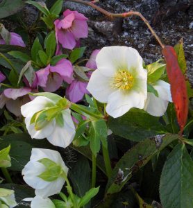 Unknown single Helleborus orientalis, white and pink March 2015. I am saying, ' Stay apart...no messing'