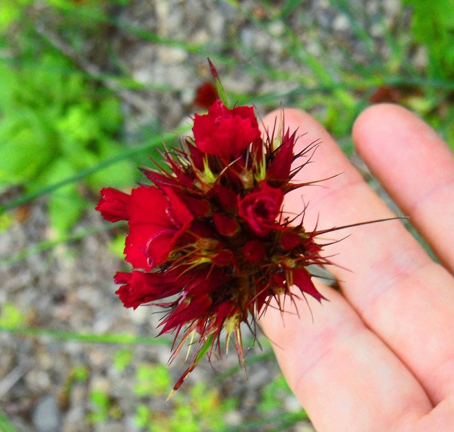 Dianthus cruentus, Tostat, May 2015..and my hand.