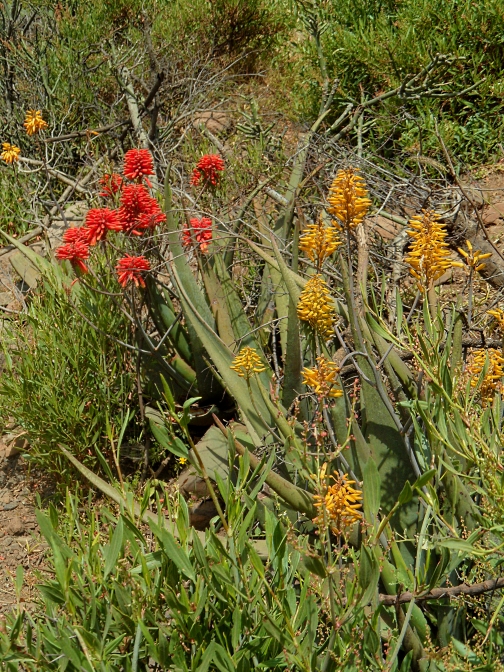 aloes-2