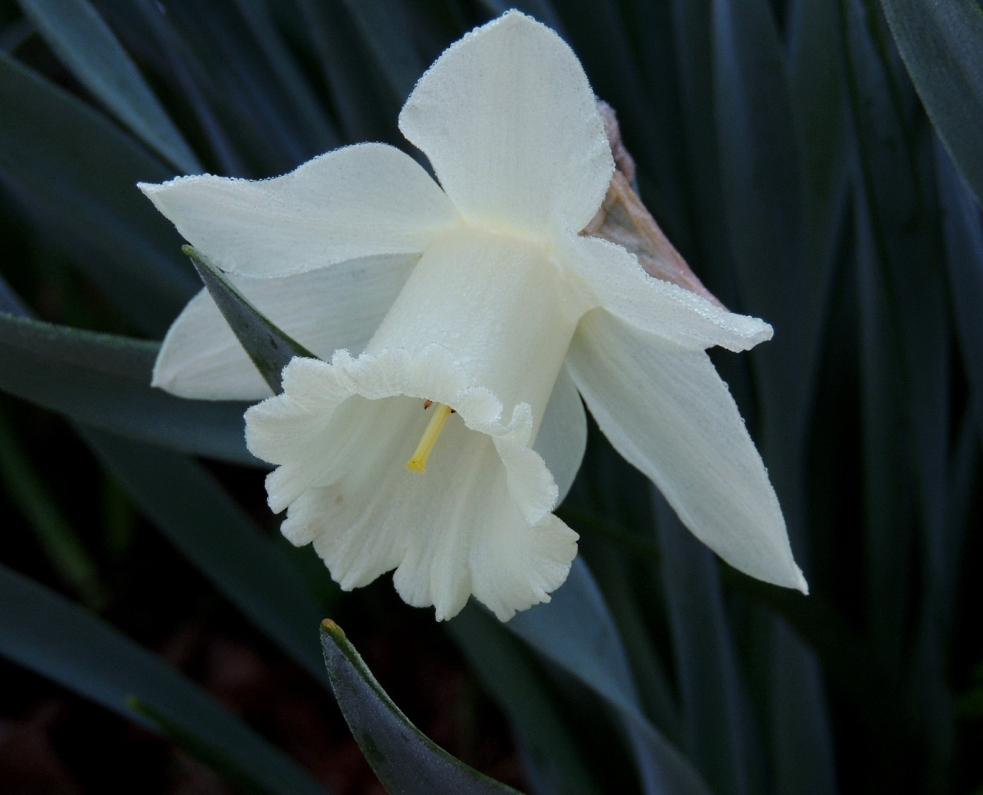 Narcissus Thalia 0319